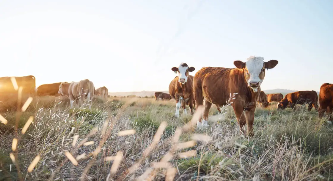 Cattle grazing in tall grass under early morning light